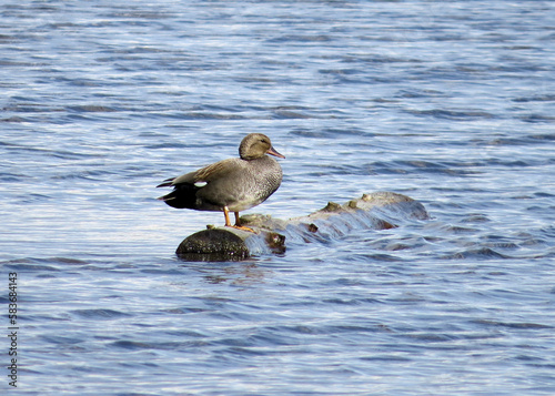 Mallard duck female sailing on a floating wood log