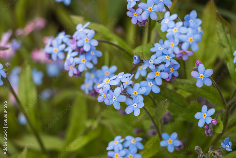 Spring flowers. blue forget-me-not flowers close-up. natural flower background