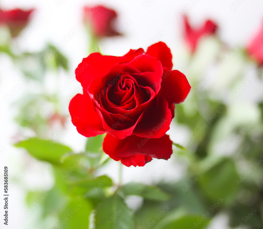 Beautiful garden rose flower close up. Decorative plant. Beautiful garden rose flower close up. Decorative plant.