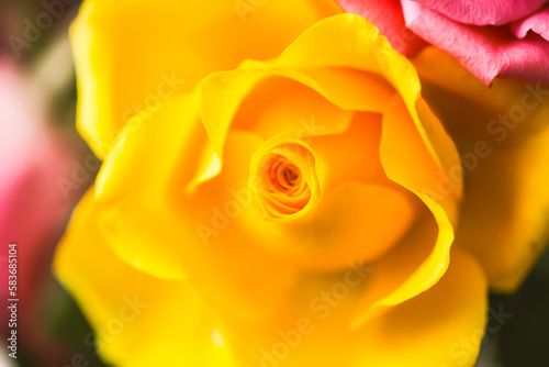 Yellow rose flower close up. Fragile petals in sunlight. 