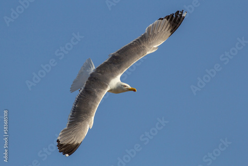 Larus livens. Gaviota de Cortes o de patas amarillas