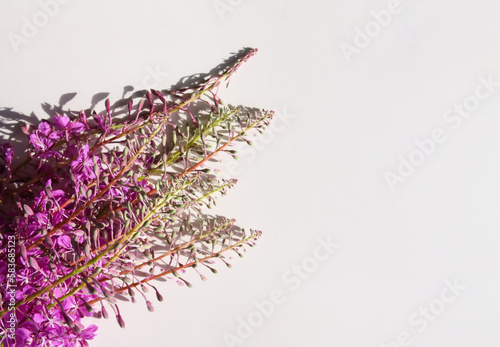 Chamaenerion angustifolium or fireweed, great willowherb, rosebay willowherb. Medical flowers.