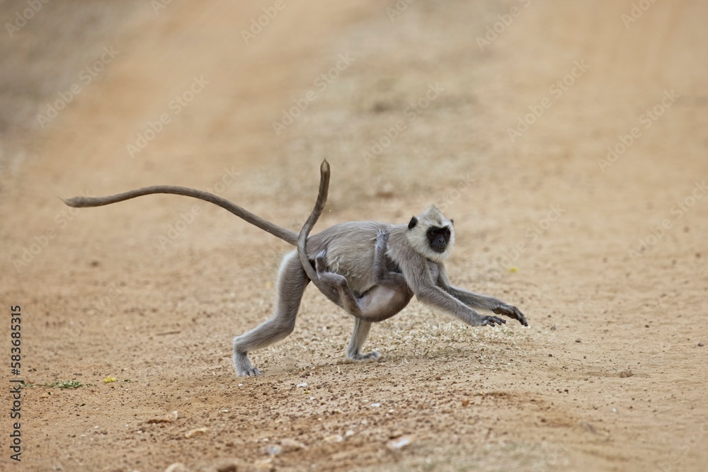 Running tufted gray langur with baby (Semnopithecus priam), also known as Madras gray langur, and Coromandel sacred langur 