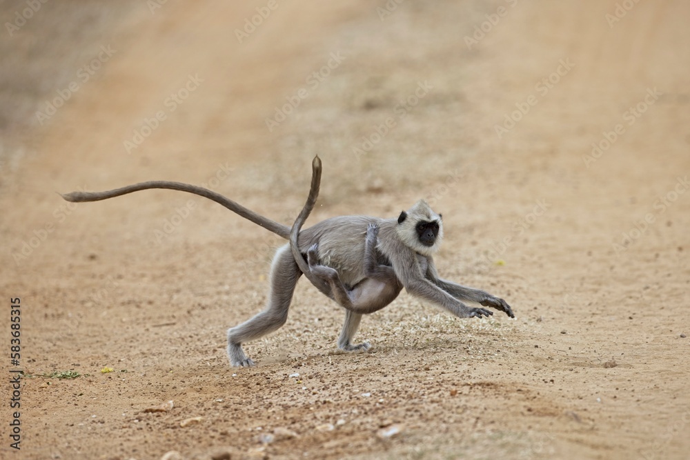 Running tufted gray langur with baby (Semnopithecus priam), also known as Madras gray langur, and Coromandel sacred langur Running tufted gray langur with baby (Semnopithecus priam), also known as Madras gray langur, and Coromandel sacred langur