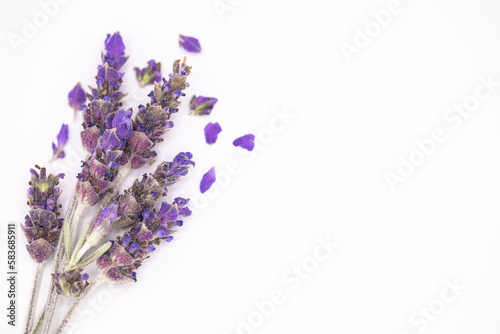 Closeup Sprig of Lavender with petals  isolated on White Background