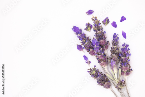 Fototapeta Naklejka Na Ścianę i Meble -  Closeup Sprig of Lavender with petals, isolated on White Background