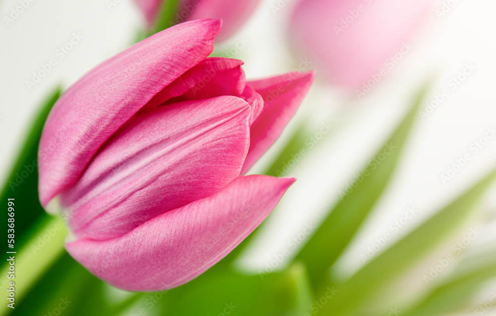 Pink tulip macro. Spring background Pink tulip macro. Spring background
