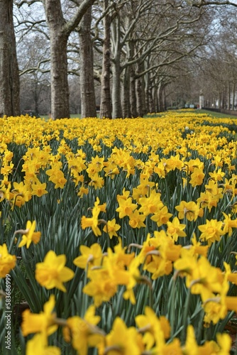 Fototapeta Naklejka Na Ścianę i Meble -  field of yellow flowers