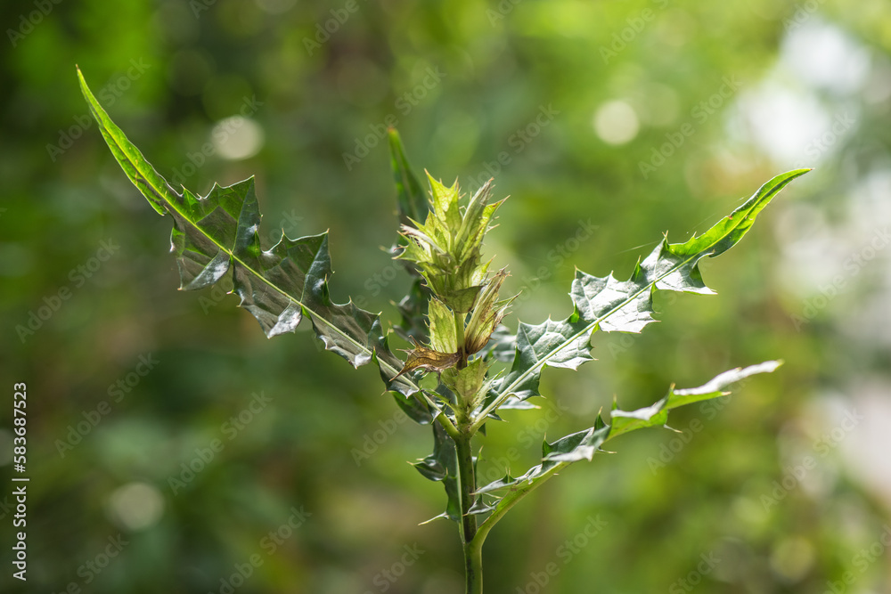 Obraz premium Sea holly or Acanthus ebracteatus tree on nature background.