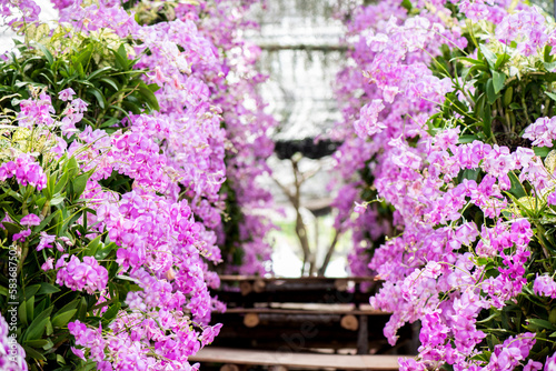 Pink orchids flowers on nature background.