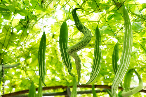 Snake gourd or Trichdsanthes cucumerina green fruits on nature background. photo