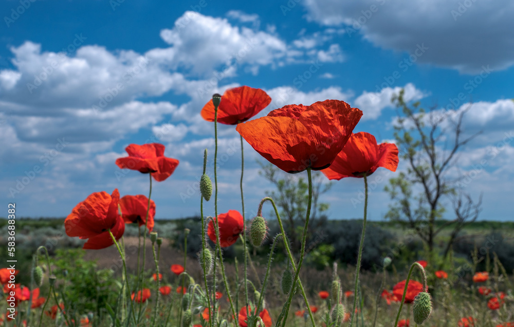 Obraz premium Flowers of red poppies bloom in wild field, closeup. Landscape of steppe with wildflowers in the May day, Ukraine. Beautiful poppy on meadow at blurry sky background with clouds.