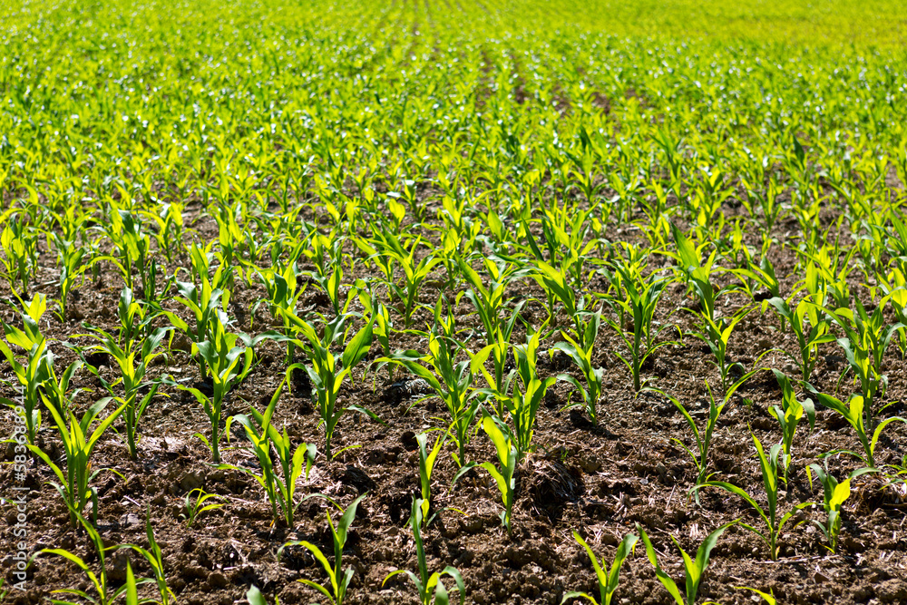Green field with young corn in sunlight. Green field with young corn in sunlight.