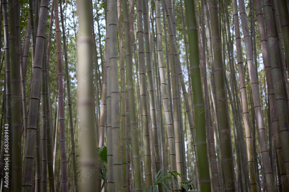 嵐山の竹林 嵐山の竹林