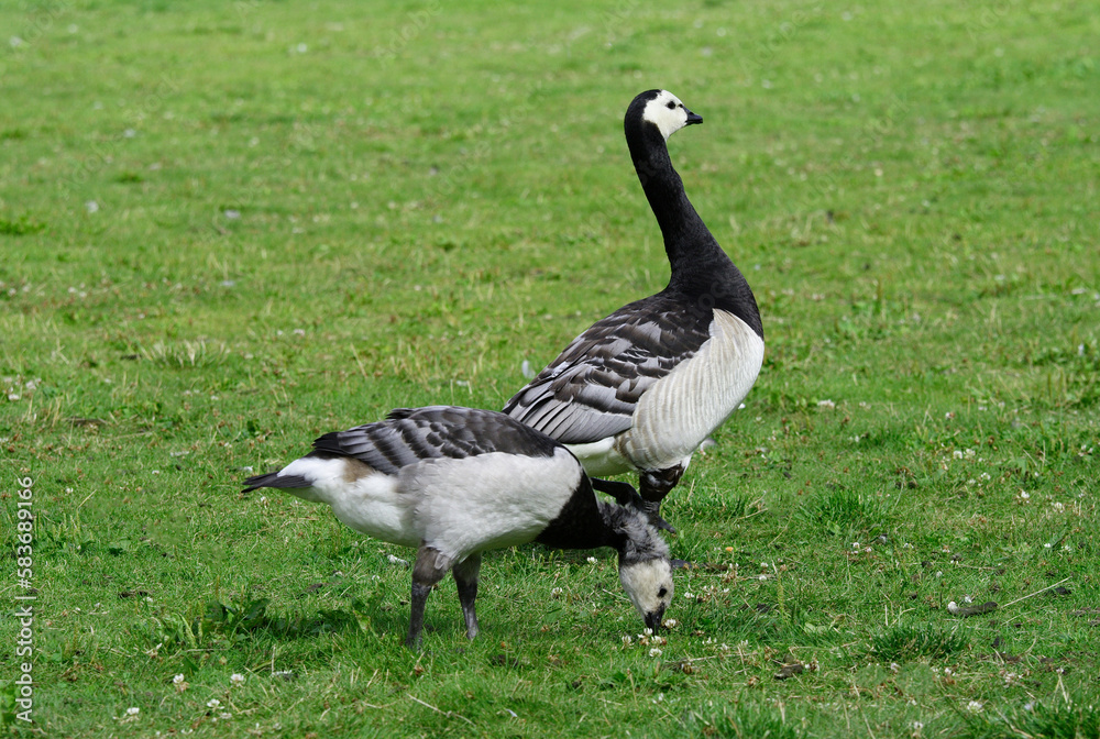 A beautiful large Southern Swedish goose (Goose Scania) A beautiful large Southern Swedish goose (Goose Scania)