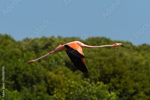 Flamingo departure