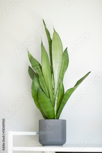 Obraz na płótnie Beautiful indoor plant 'Sansevieria trifasciata Moonshine' in dark gray ceramic pot on a white shelf