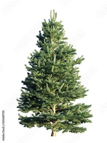 white fir tree isolated on transparent background © dottedyeti
