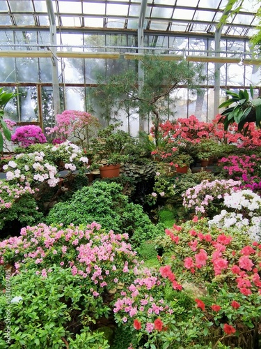 greenhouse with plants