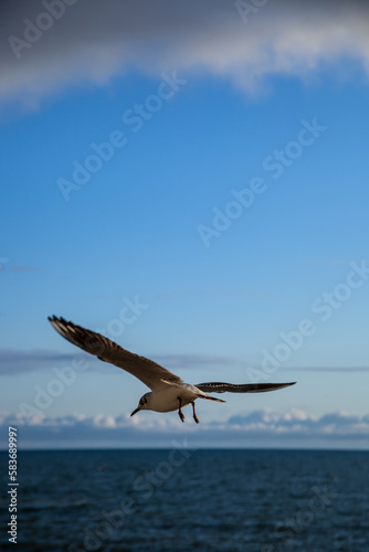 seagull in flight