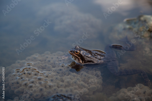 frog in the pond
