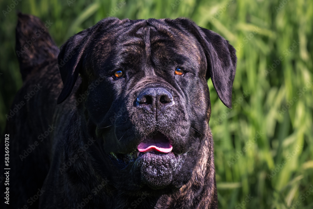 Obraz premium 2022-05-21 FRONT PHOTOGRPAH OF A LARGE CANE CORSO WITH NICE EYES AND A BLURRY GREEN BACKGROUND