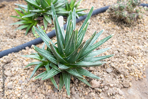 Agave victoriae-reginae, the Queen Victoria agave or royal agave