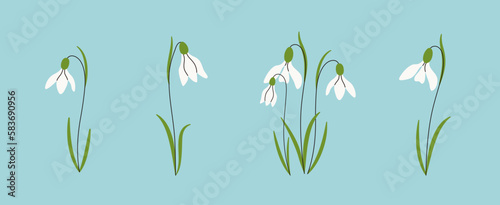 Set of snowdrops flowers. Spring wildflower. Beautiful nature herb. Blossom plant. Holiday floral decor. Hand drawn vector illustration.
