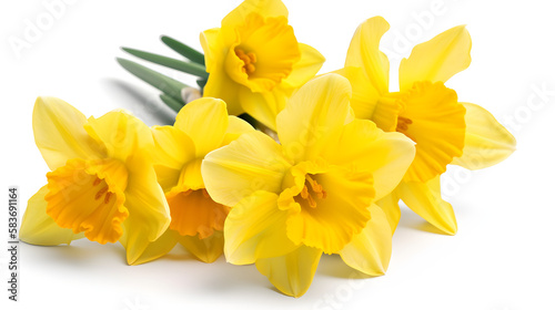 Group of yellow daffodils on a white background., Generative Ai