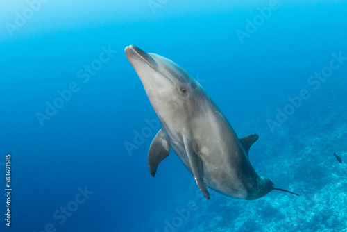 Bottlenose dolphin in the blue  French Polynesia