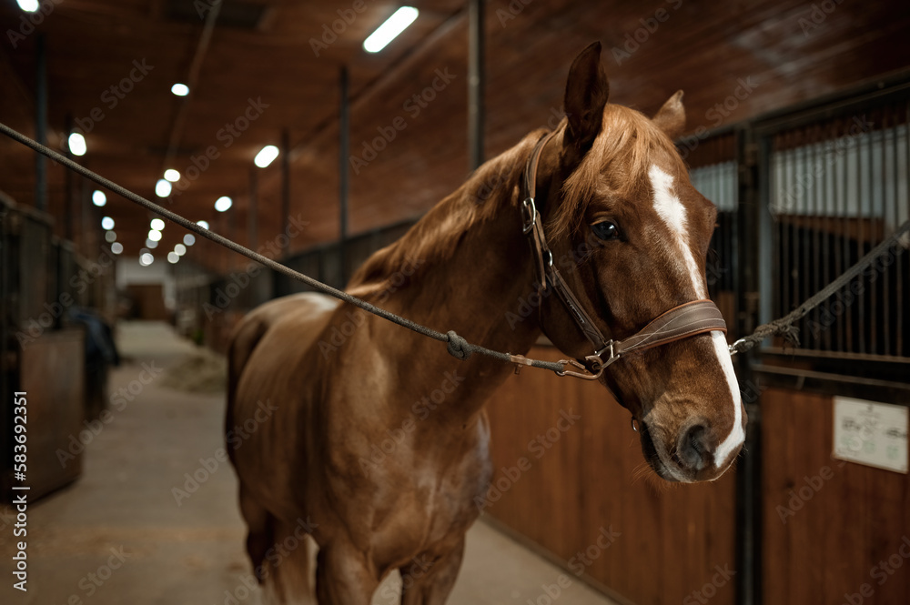 Fototapeta premium Portrait of young purebred stallion tied standing in stalls