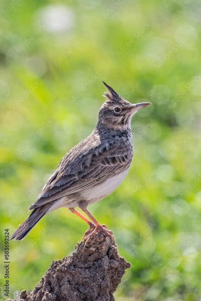 The crested lark or Galerida cristata common small grey brown bird on the green sunny background. The crested lark or Galerida cristata common small grey brown bird on the green sunny background.