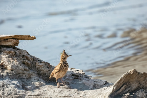 The crested lark or Galerida cristata common small grey brown bird with forelock on the sunny beach. photo