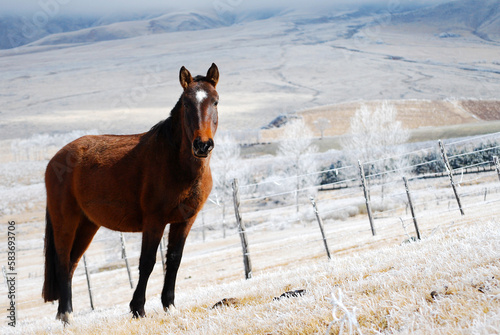 horses at tafi del valle argentina on a yellow ice grass photo