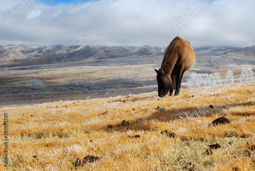 horses at tafi del valle argentina on a yellow ice grass photo