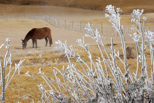 horses at tafi del valle argentina on a yellow ice grass photo