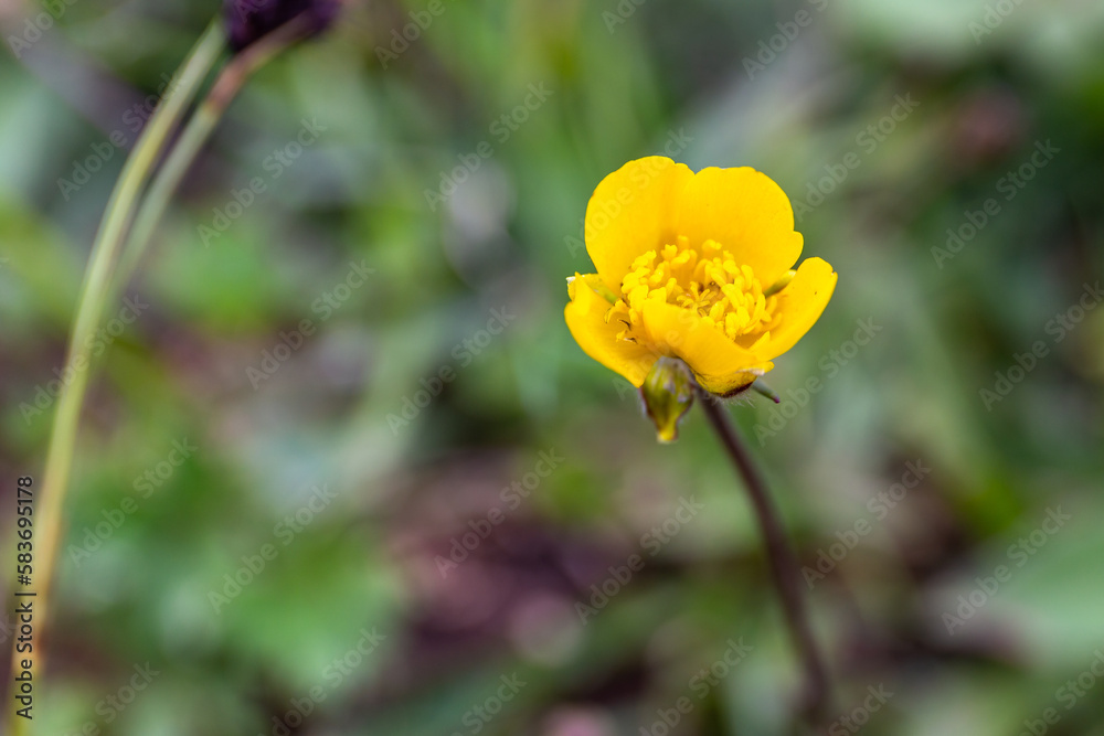 Caltha palustris, known as marsh-marigold and kingcup close-up macro photo of single yellow flower against blurred green background, taken in Khvamli Mountain range in Georgia, copy space. Caltha palustris, known as marsh-marigold and kingcup close-up macro photo of single yellow flower against blurred green background, taken in Khvamli Mountain range in Georgia, copy space.
