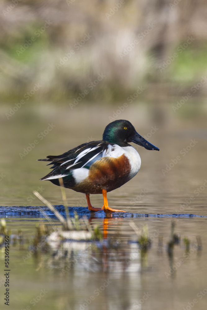 Northern shoveler. Spatula clypeata. Northern shoveler. Spatula clypeata.