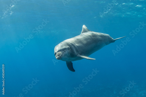 Bottlenose dolphin in the blue, French Polynesia © Tropicalens