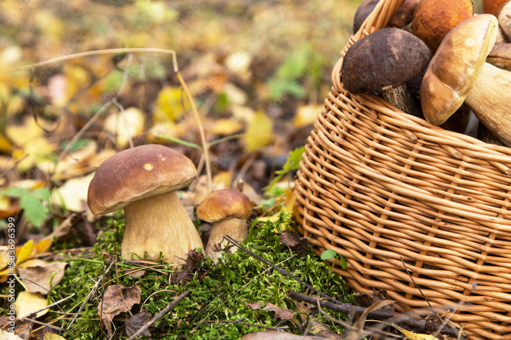 Mushroom growing in moss in autumn fall forest close up, macro. Edible wild mushrooms in the basket Mushroom growing in moss in autumn fall forest close up, macro. Edible wild mushrooms in the basket