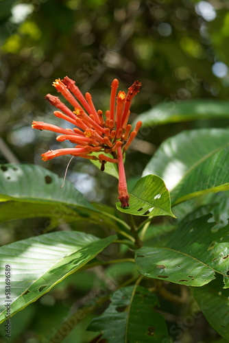 Flower of wild growing plant Quassia Amara in the Amazon rainforest. It is also known as amargo, bitter ash or bitterwood, family Simaroubaceae. Near the village of Terra de Caju, Amazonas, Brazil. photo