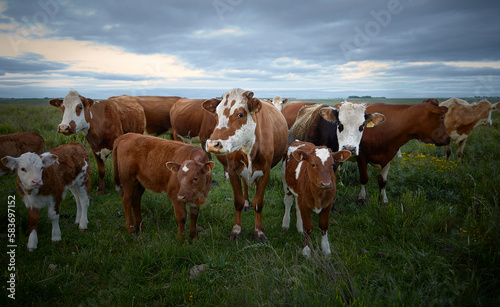 cows grazing in a beautiful sunset 