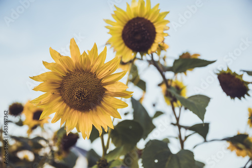 sunflower on sky
