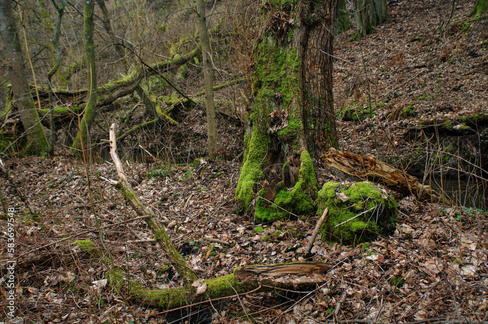 tree in the forest tree in the forest