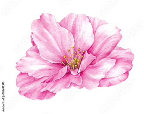 Pink spring floral. Blooming bud of sakura.