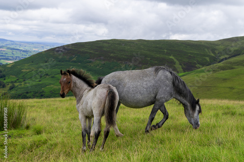 horses in the Brecon Beacons national Park in Wales  © BARTOZA