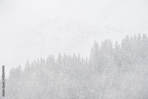 Mist,clouds and snow in the mountains with pine trees