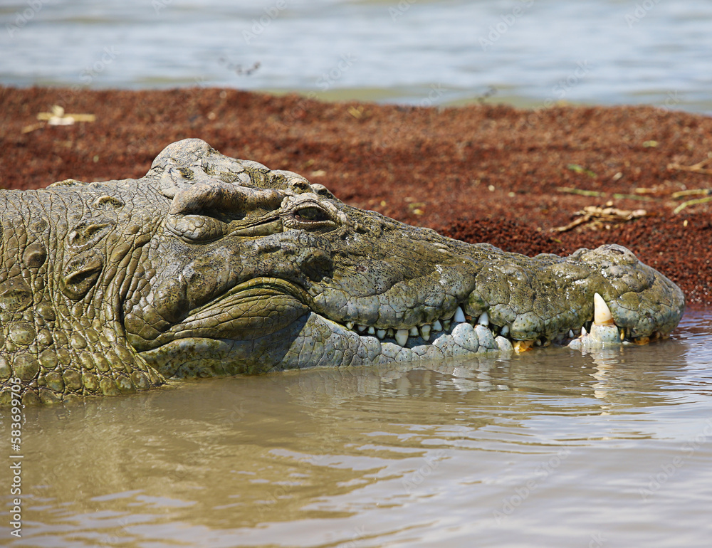 Obraz premium Cocodrilo gigante en el Lago Chamo de Etiopia.