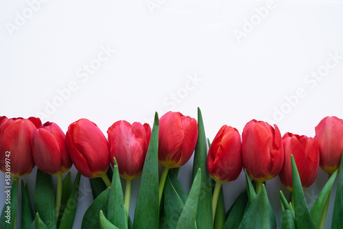 Flowers composition. Red tulip flowers isolated on white background. Spring, summer concept.