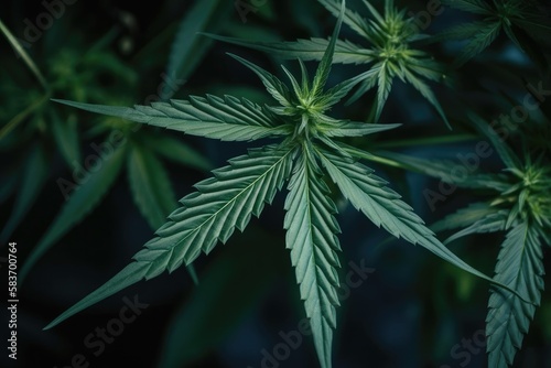 Cannabis plant detail on dark background Generative AI